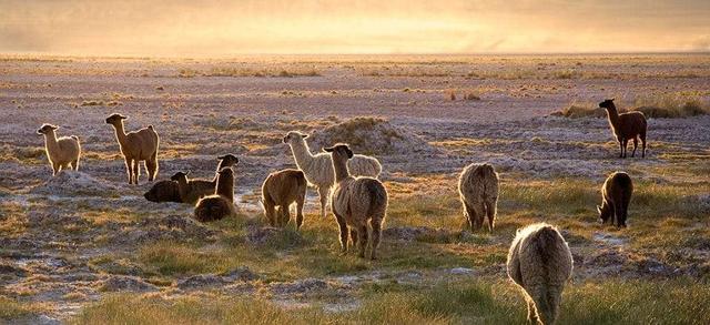 atacamaba-och-coquimbo