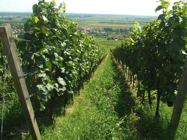 tokaj