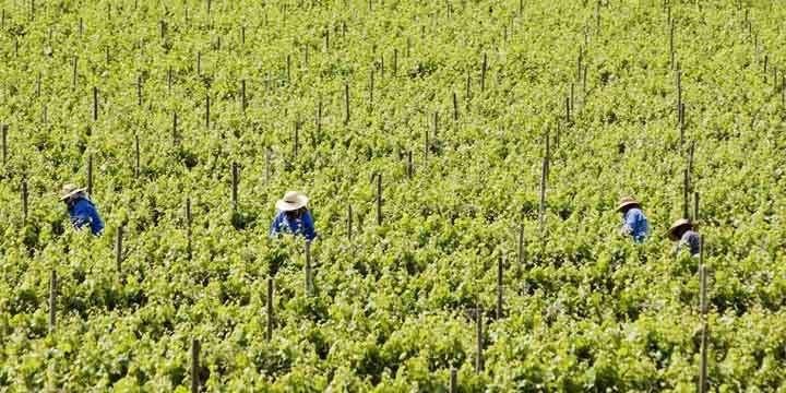 Fantastiska vita viner från vinnationen Tyskland