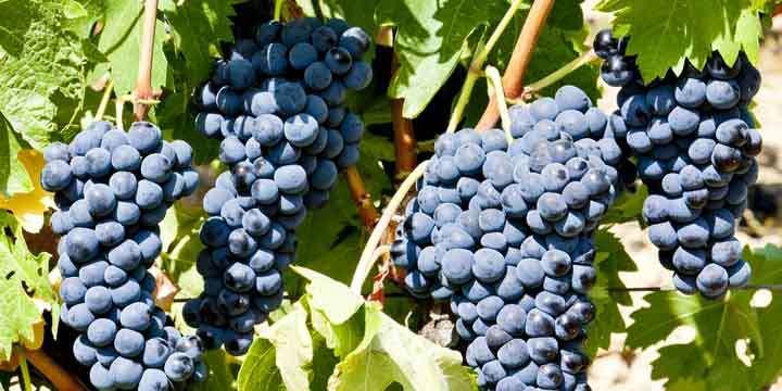 Merlot – En blå vindruva uppskattad världen över