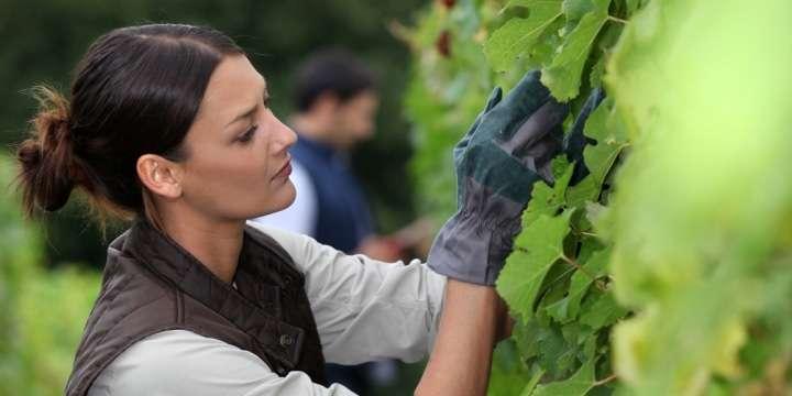 Lär dig om vinproduktion i området Brunello di Montalcino