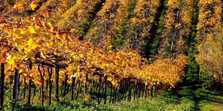 Möt Vinosofen Franco på Chiusa Grande