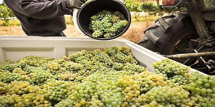 Österrikes stolthet: druvan Grüner Veltliner