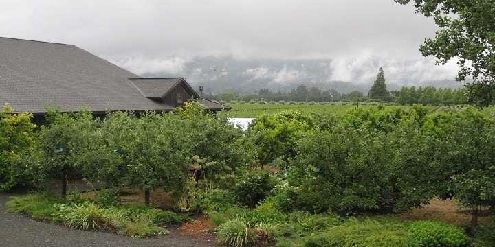 Vinprofil: John Williams på Frog’s Leap Winery