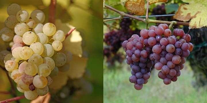 Gewürztraminer eller Riesling?