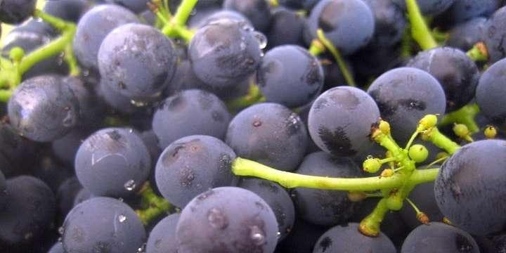 Barbera – Italiens poppisdruva