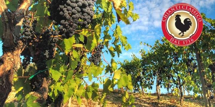 Hur blev den svarta tuppen – Gallo Nero – symbol för vindistriktet Chianti?