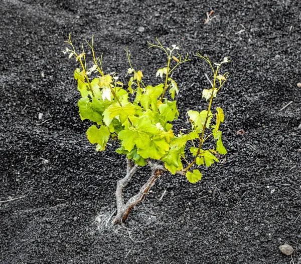 liten vinplanta i vulkanisk jord