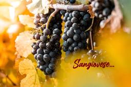 Sangiovese – en druva med många uttryck