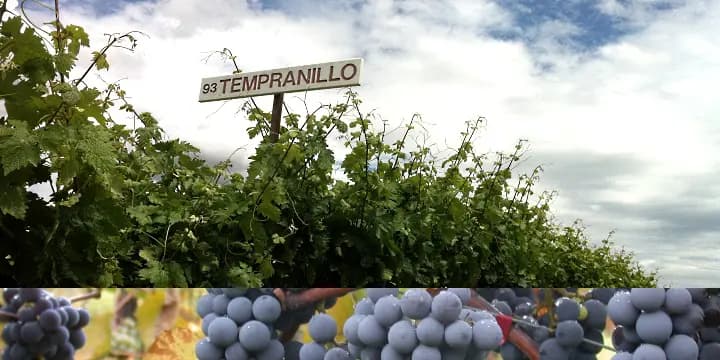 tempranillofront tempranillofront