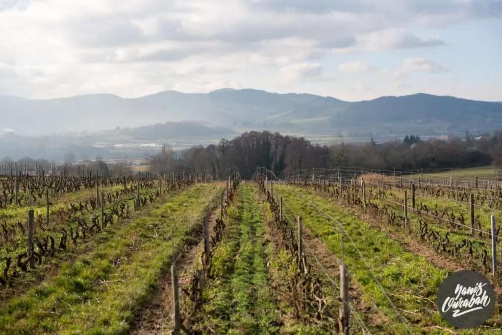 Beaujolais – både kvantitet och kvalitet!