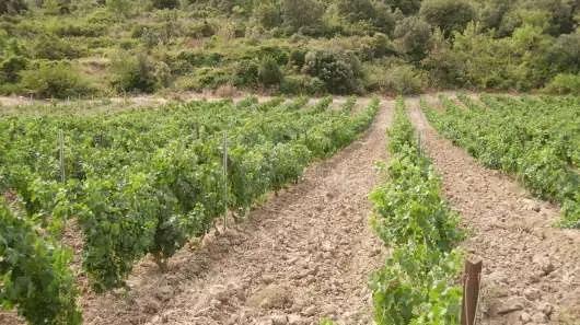 Roussillon – ett soligt vinlandskap i dov ockrafärg