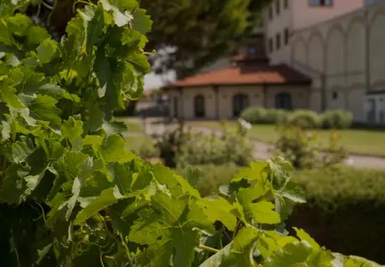 Exempel på spännande vingårdar att besöka…