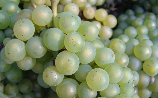 Vår populäraste vindruva – Chardonnay!