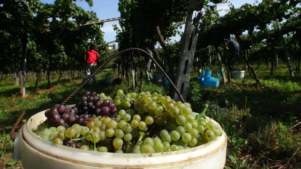 Valpolicella – möt vinmakerskan Cristiana Bettili Valpolicella – möt vinmakerskan Cristiana Bettili