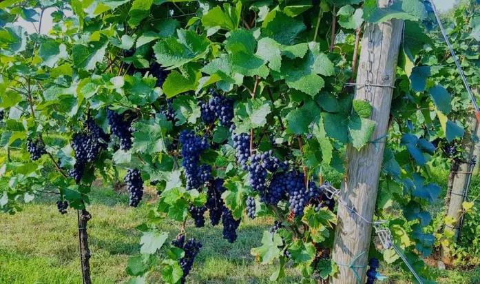 Conti Tacoli Asquini - Vingården med en villa från 1500-talet