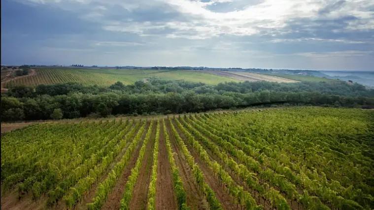 Botromagno Vigneti & Cantine - Vingården som producerar ekologiska viner