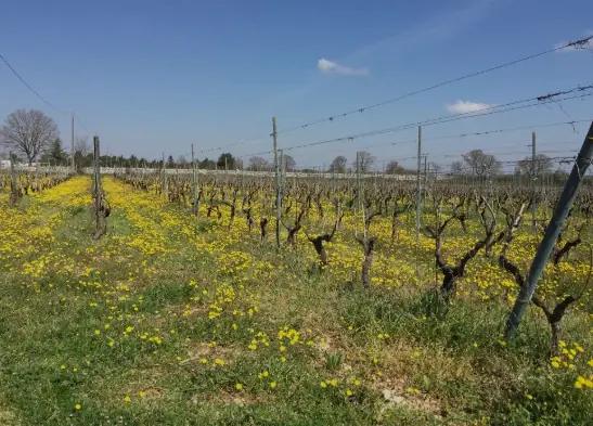 Az. Agr. Petrera Pasquale Di Orfino Rosa - Vingården som grundades i slutet av 1800-talet