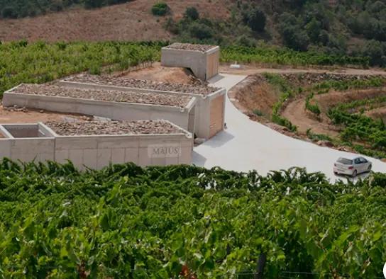 Maius Viticultors - vingården som använder regnvatten och låg bevattning