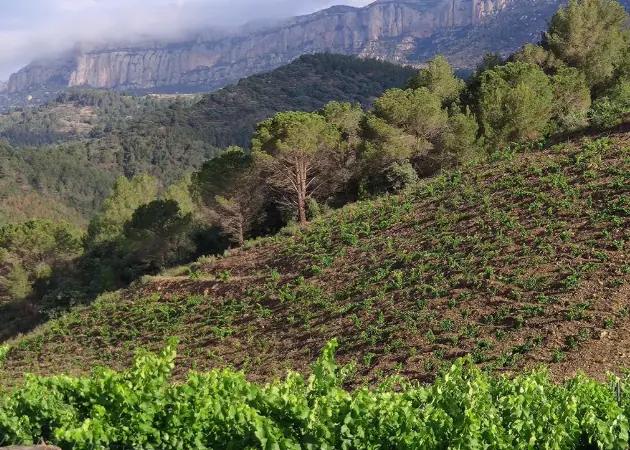 Celler Crivellé I Valls - vingården med vinstockar som nästan är över hundra år gamla