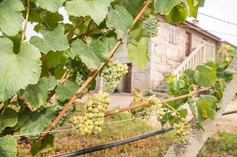 Corisca - Odlar druvan Albarino ekologiskt