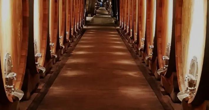 Juliusspital Würzburg - vingården som hade en vinkällare i sjukhuset Juliusspital Würzburg - vingården som hade en vinkällare i sjukhuset