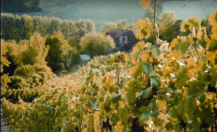 Weinhaus Am Main - vingården med vin och konjak Weinhaus Am Main - vingården med vin och konjak