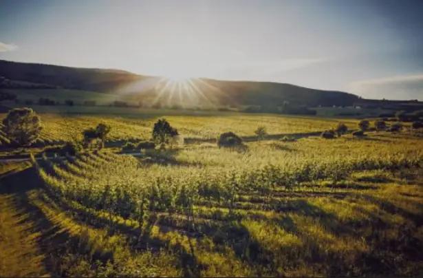 Vier Jahreszeiten Winzer - en vingård med ett enormt utbud av druvor