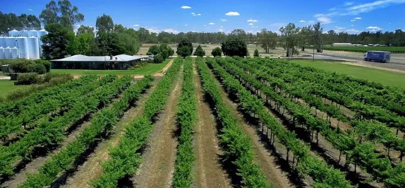 Andrew Peace Wines - vingården som odlar druvor utan bekämpningsmedel