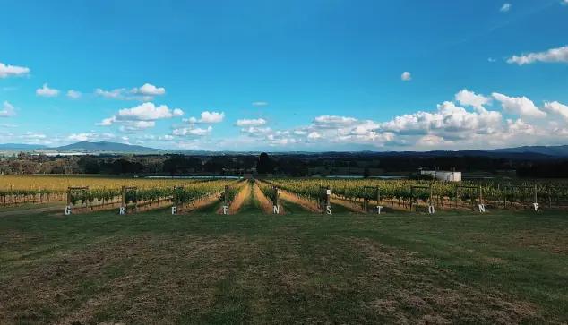 Greenstone Vineyards - vingården som producerar en liten kvantitet av viner