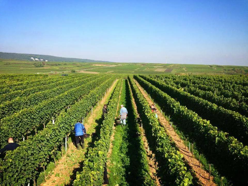 Pfalz – Tysklands nästa största vinregion