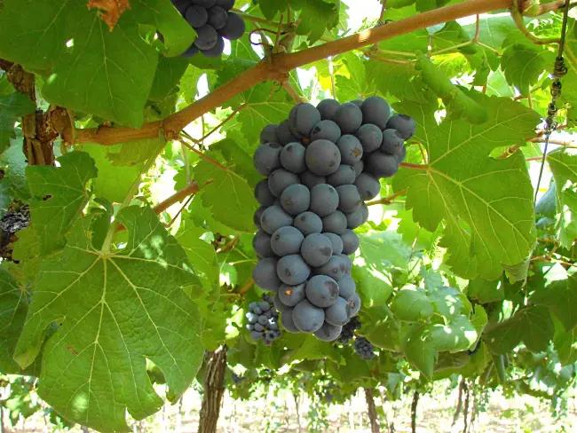 Bordeaux-vin Chateau Mayne Lalande - blå druvor i vingården