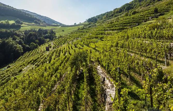 Domäne Wachau - Följer strikta regler för vinodlingen