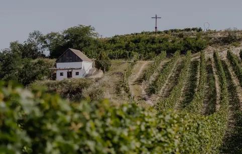 Weingut Norbert Bauer - Drivs av den trettonde generationen