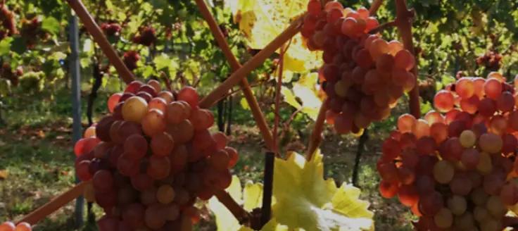 Weingut Sutter - Viner med extra mycket mineraler