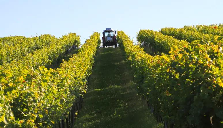 Weingut Thüringer - Tre generationer arbetar på vingården