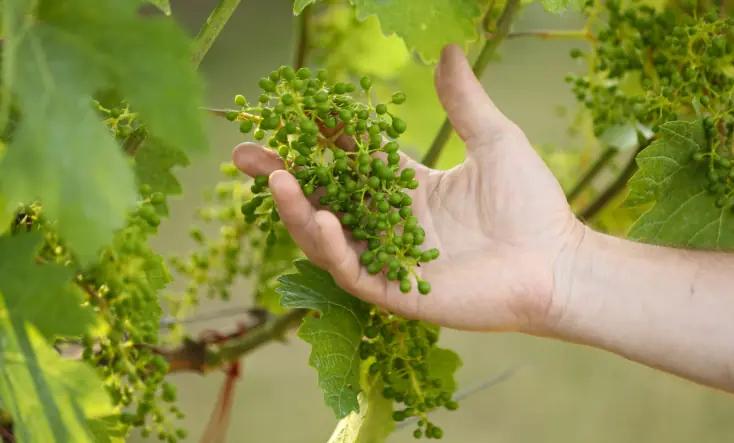 Weingut Tom Dockner - Vinodlingar med örter och insekter