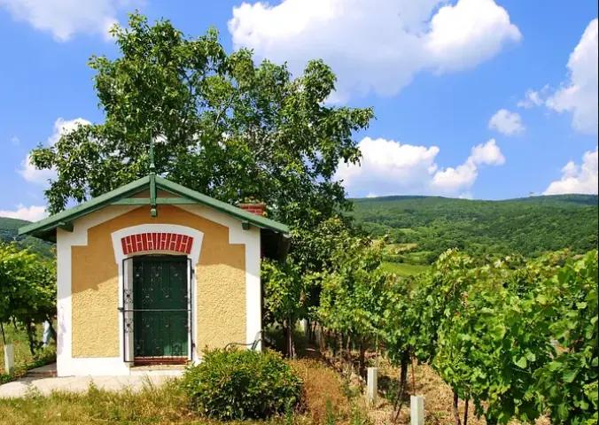 Winzerfamilie Gregor Schup - Från 1,5 hektar till 28 hektar