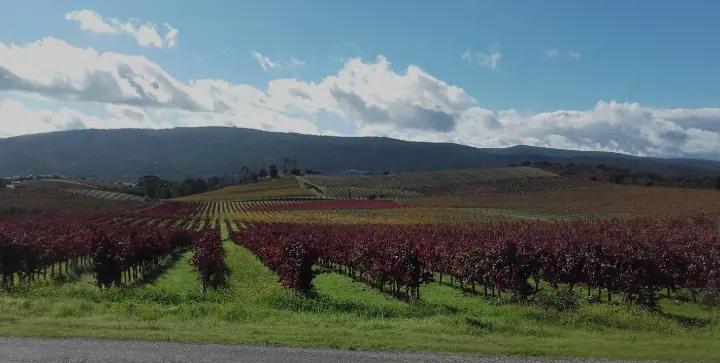 Quinta Do Zambujeiro - handgjorda viner skapade av handplockade druvor