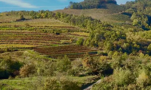 Vina Povh - Vingården som började växa 1985