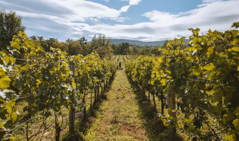 Renčel Boutique Wines - Vingården som skapades genom generationer