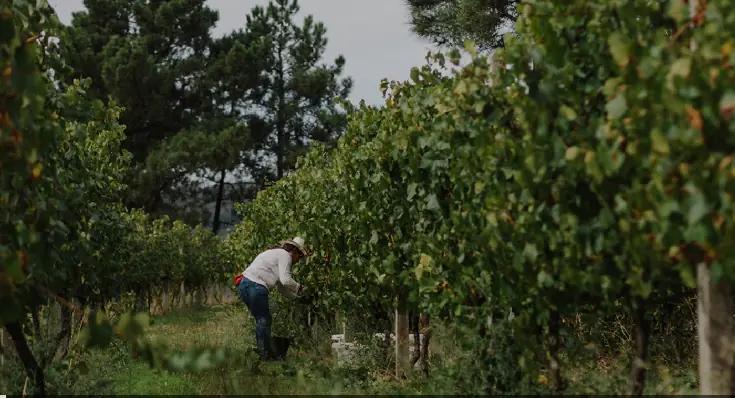 A & D Wines - Familjeägd gård som följer gamla traditioner