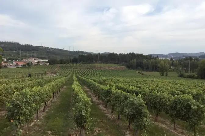 Vinhos Norte - en vingård som använder organiska metoder
