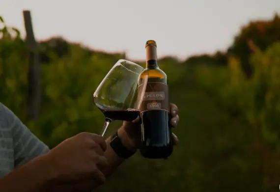 Steras Wines - Vingården som odlar gamla istriska druvsorterna