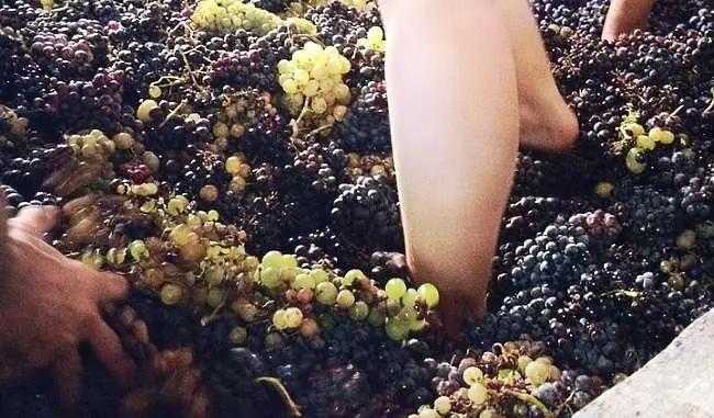 Sällsynta-druvor-fötter-trampar-i-tunna