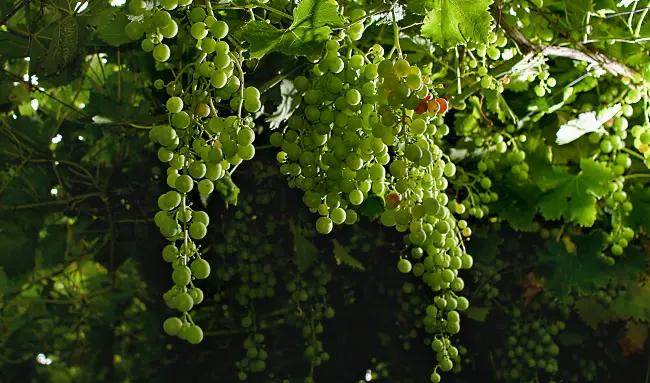 Sällsynta-druvor-gröna-små-druvor-i-klase