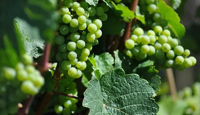 uvor-krispiga-gröna-druvor