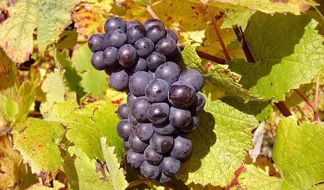 Sällsynta-drvor-en-klase-vackra-blå-druvor