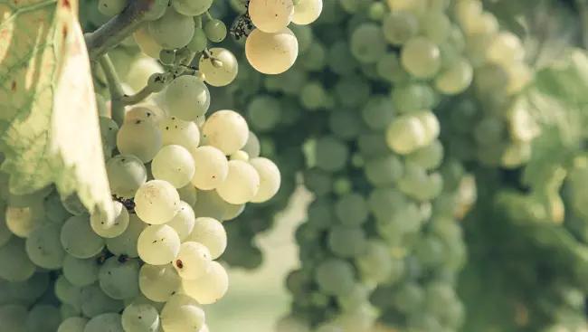 Sauvignon Blanc Te Mata Winery - druvor