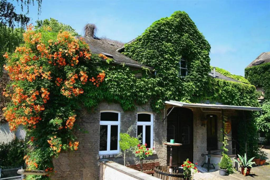 Rheingaus vingårdar